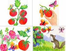 Special Tomato Note Cards - 4-Pack